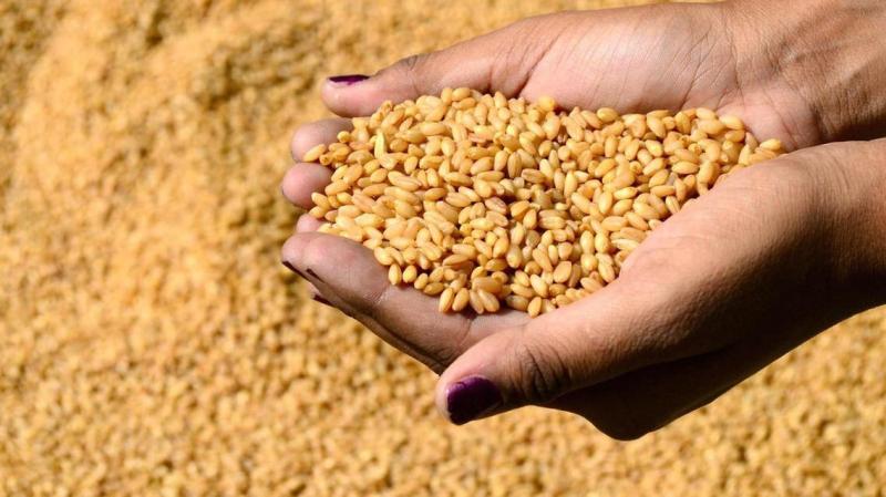 المخزون يكفي 7 أشهر.. «صناعة الحبوب» تعلن استلام 4.2 مليون طن قمح