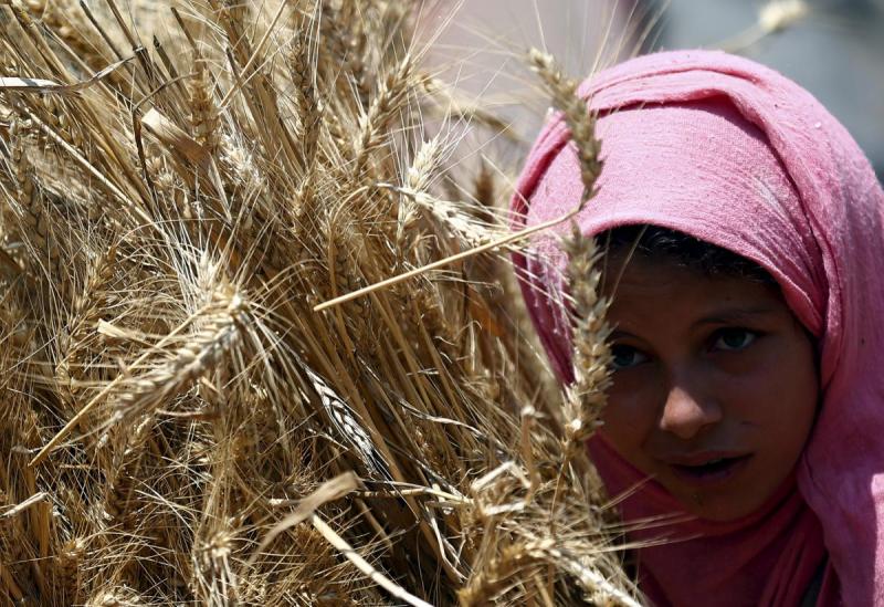 زراعة القمح في مصر-صورة من موقع ساندكس