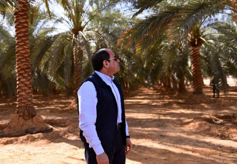 بعد احتلالها المركز الأول عالميًا.. مصر تتوسع في إنتاج البلح المناسب للتصدير