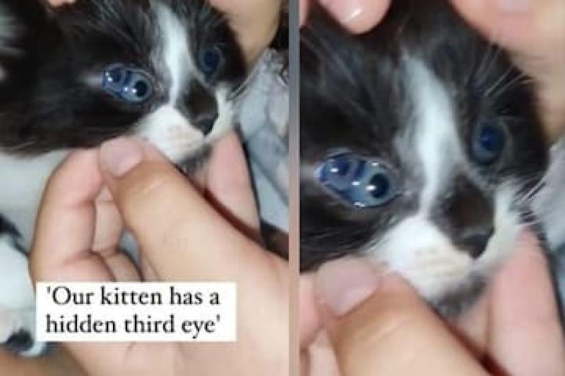 «أغرب ما تراه».. ولادة قطة بـ 3 عيون يُثير الجدل