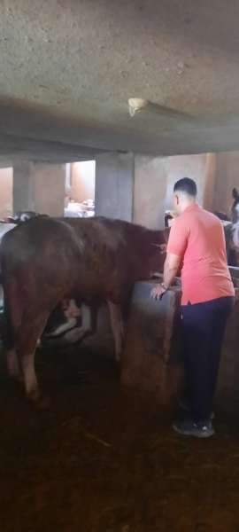 محافظ الإسكندرية: تحصين 121 ألف رأس ماشية ضد الحمى القلاعية والوادي المتصدع