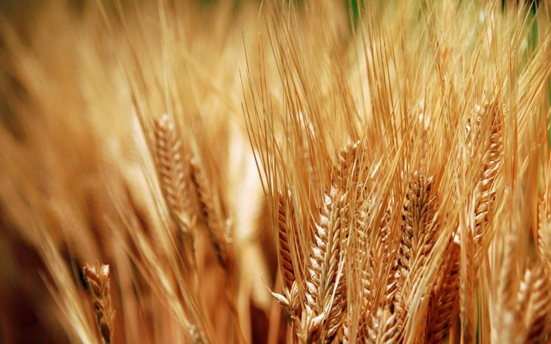 بشرة سارة.. مصر تستعد لاستقبال الأقماح الأوكرانية ضمن اتفاقية «صفقة الحبوب»