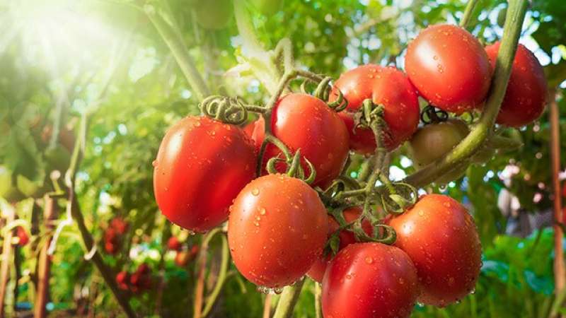 منها ”الذبابة البيضاء والتفاف الأوراق”.. مشكلات تواجه محصول الطماطم قبل فصل الشتاء