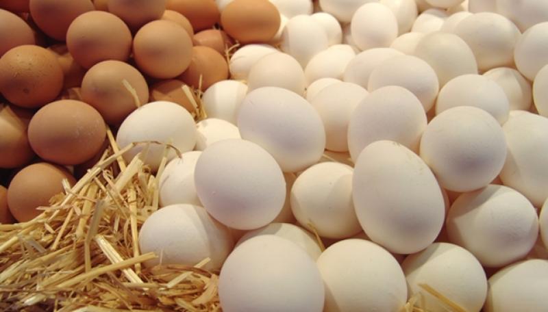 أسعار البيض اليوم – المصدر: وزارة الزراعة