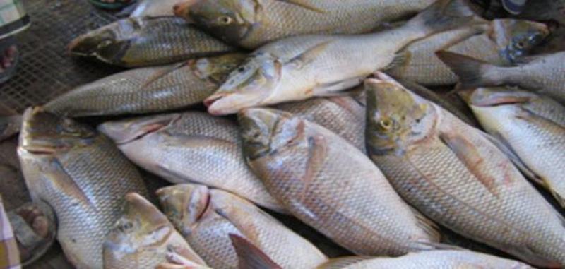 أسعار السمك اليوم- المصدر: هيئة الثروة السمكية
