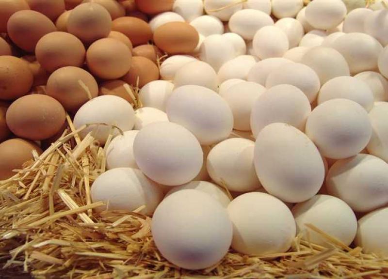 أسعار البيض اليوم - وزارة الزراعة 