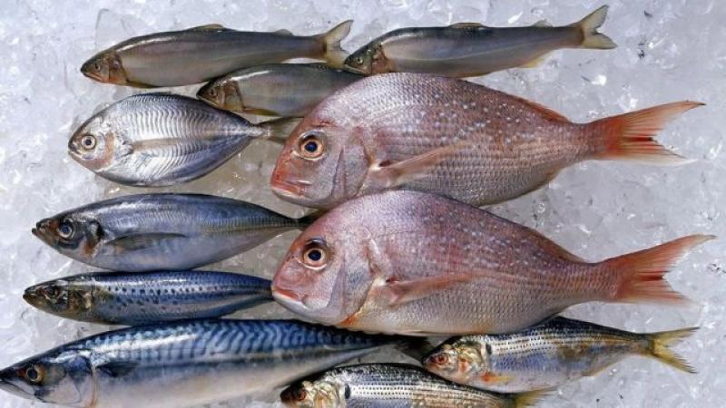 أسعار السمك اليوم - الثروة السمكية 