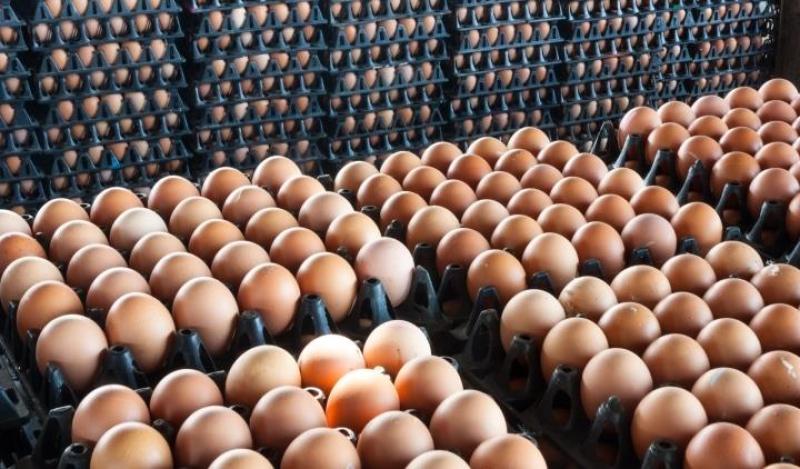 التموين تكشف لـ«الطريق» حقيقة ارتفاع سعر البيض في الأسواق
