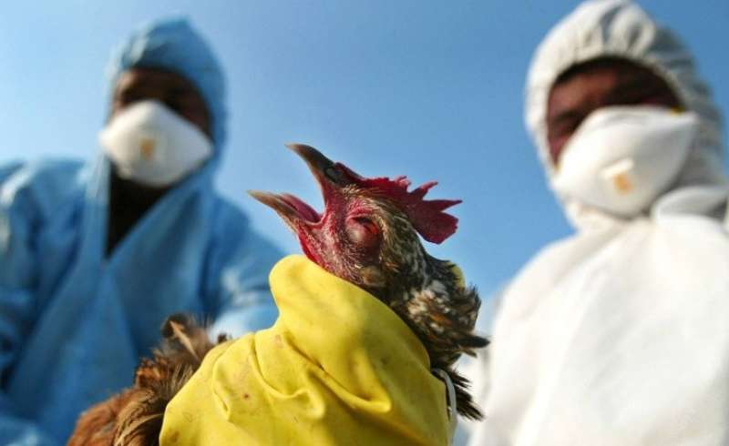 بعد إعدام 50 مليون طائر.. إنفلونزا الطيور تضرب أوروبا ومخاوف من انتقال العدوى