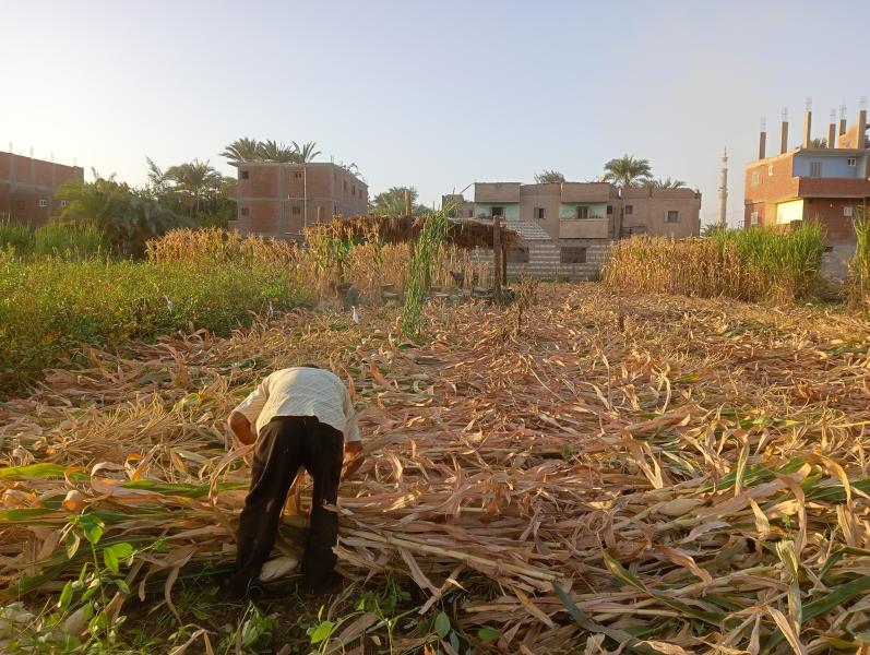 بمساحة 270 ألف فدان بدء حصاد محصول الذرة الشامية في المنيا