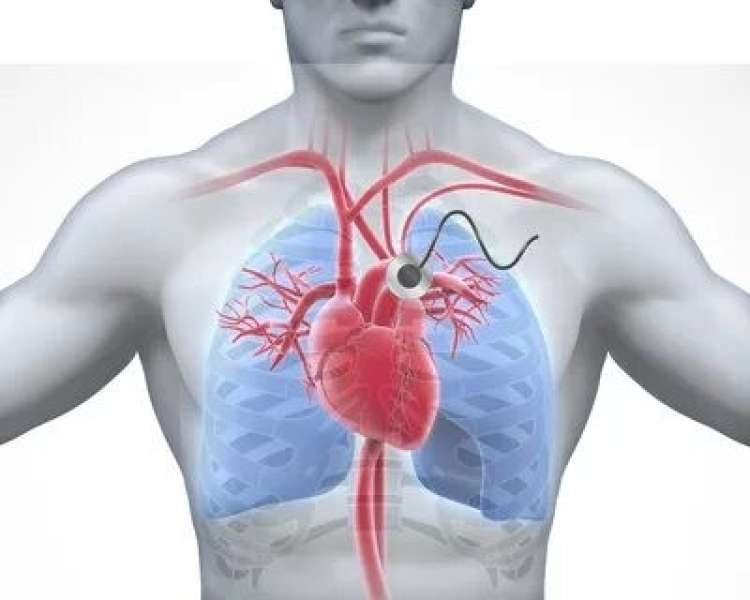 صورة تفصيلية لشكل القلب من الداخل