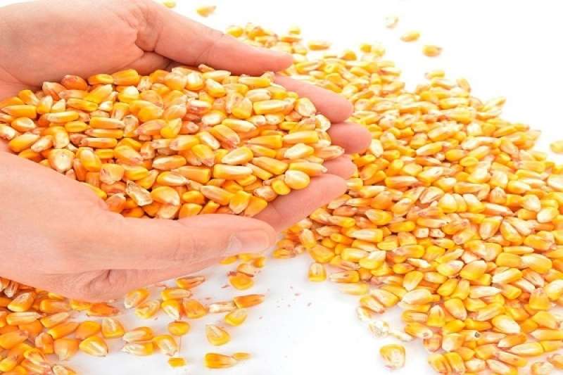 الذرة-مصدر الصورة شعبة المواد الغذائية 