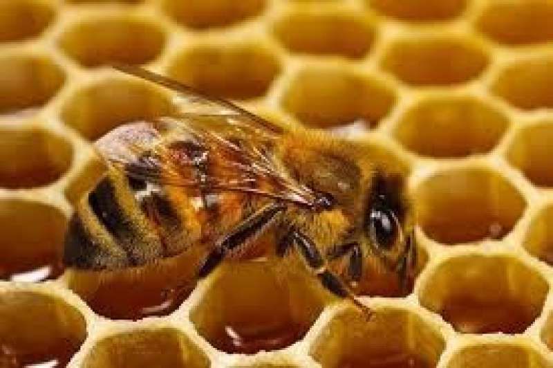 نحل العسل