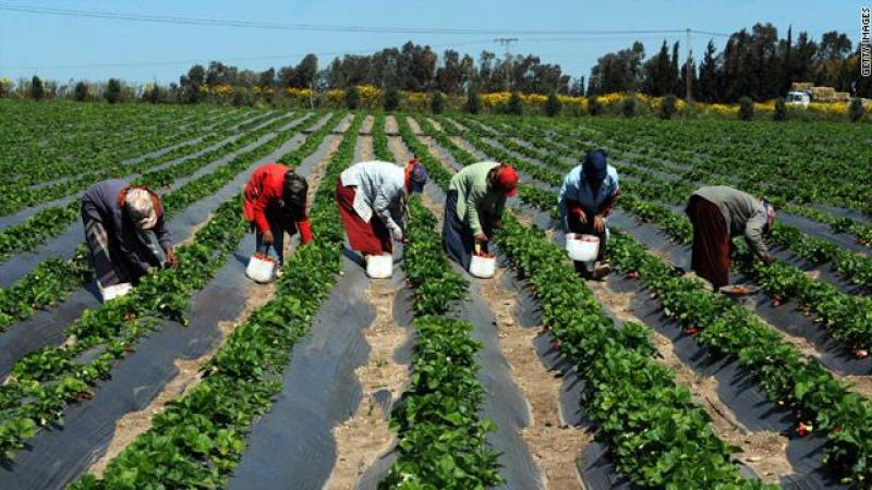 سر زيادة الصادرات الزراعية المصرية رغم الظروف العالمية