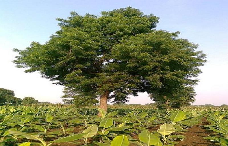 خبير نباتات لـ«الطريق»: أصول أشجار نادرة يمكنها تشجير مصر بالكامل مهددة بالضياع