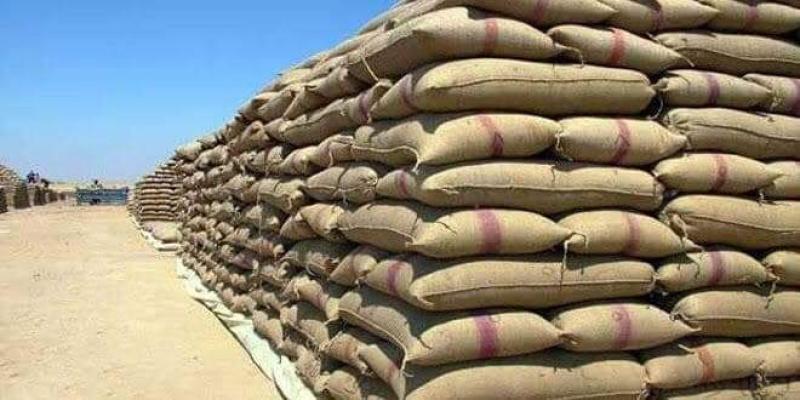توريد 15 ألف طن أرز شعير بالمضارب والشون الحكومية في دمياط