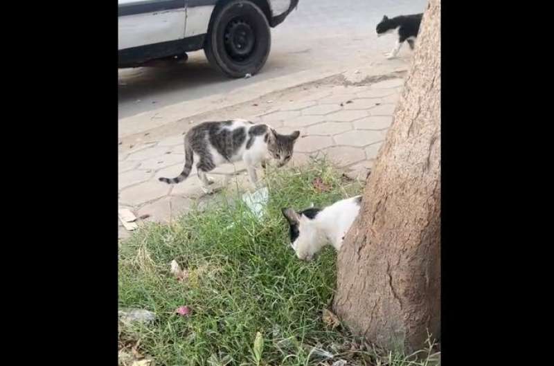 قطتين تأكلان من حشائش الشارع