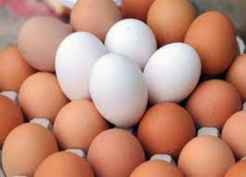 «الزراعة» تطرح بيض المائدة في منافذها بسعر 72 جنيه للكرتونة