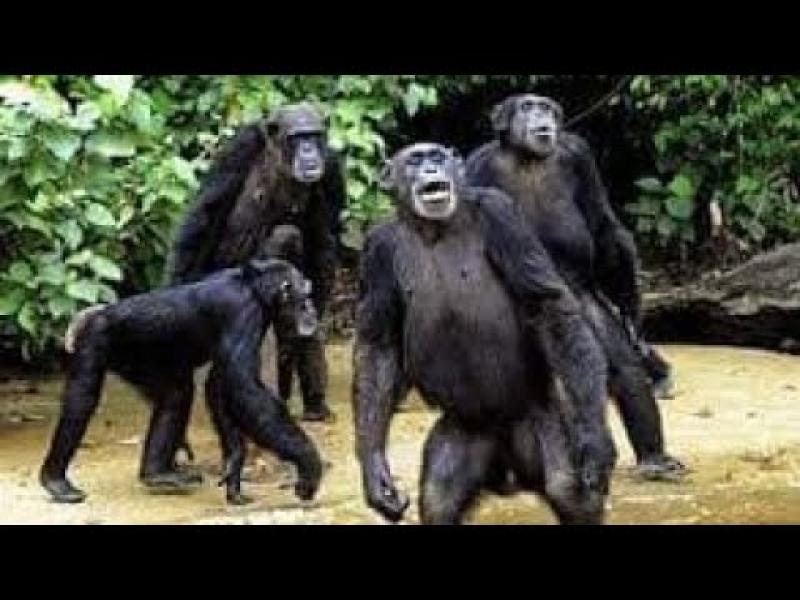 مجموعة من القردة - ياندكس