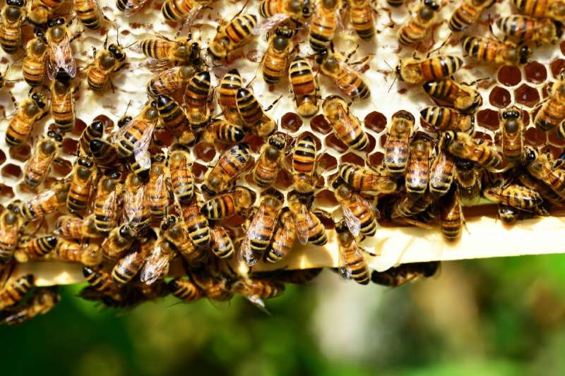 النحل الحي _ مصدر الصورة ياندكس