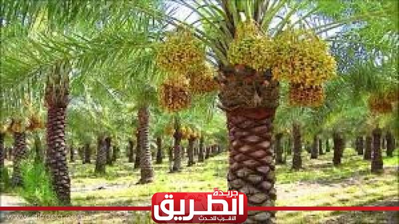 البحوث الزراعية في مصر حوالي 15 5 مليون نخلة مثمرة ونصدر 50 ألف طن