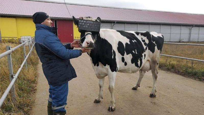 أبقار ترتدي نظارات الميتافيرس -المصدر موقع مترو البريطاني 