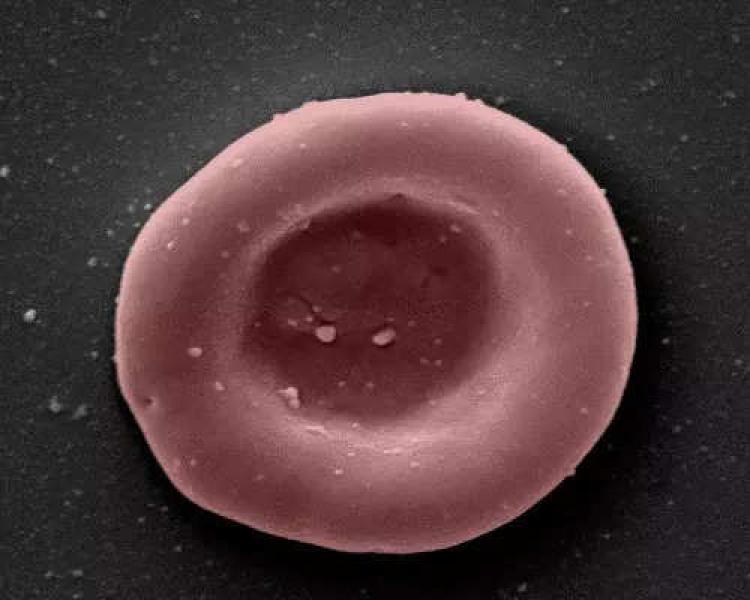 صورة مجهرية لأول خلية دماء مصنوعة- المصدر تايمز ناو 