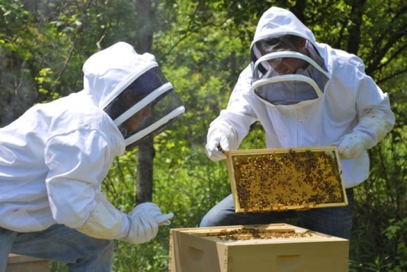 عسل النحل - أرشيفية