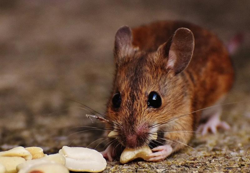 6 علامات تدل على وجود الفئران في منزلك.. و7 طرق للتخلص منها