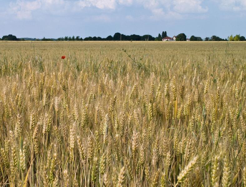«المحاصيل الحقلية»: الزراعة وفرت التقاوي مجانا لزيادة إنتاج القمح.. فيديو