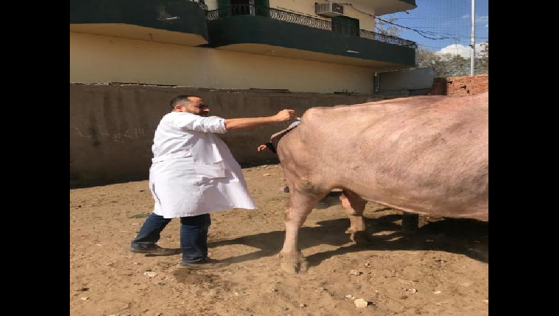 الطب البيطري: حملات مكثفة لتحصين الماشية ضد الحمى القلاعية بالغربية
