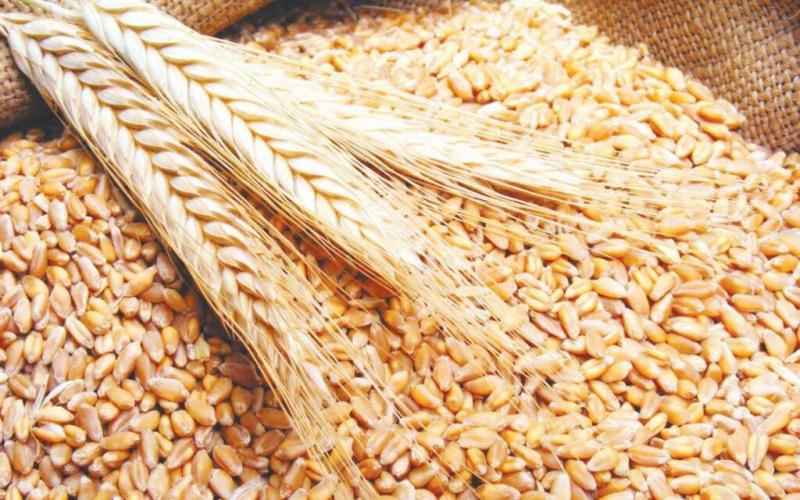 أسعار القمح اليوم الثلاثاء.. وأبرز توصيات الزراعة لزيادة جودة الإنتاج