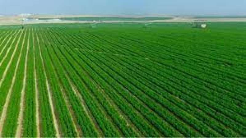 الزراعة: «مساحة مصر الزراعية  9.7 مليون فدان ونسبة العاملين 25 %»