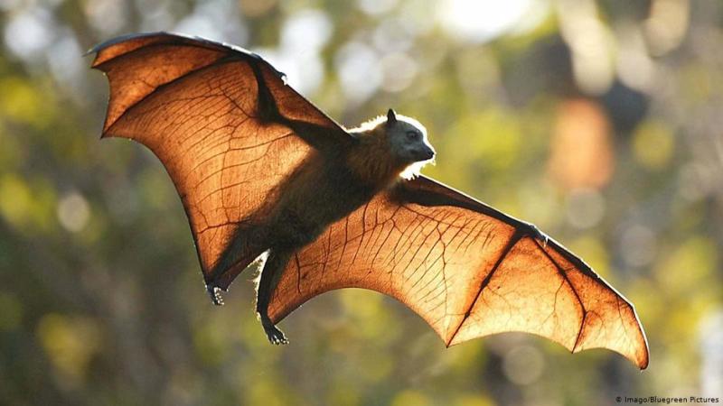 مصدرها الخفافيش الصينية.. اكتشاف 5 فيروسات أشد فتكا من كورونا