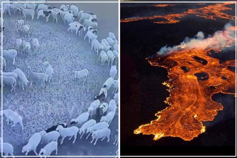 علماء: بركان «مونا لوا» قد يكون أحد الظواهر التي تنبأت بها الحيوانات منذ أيام .. «خاص»