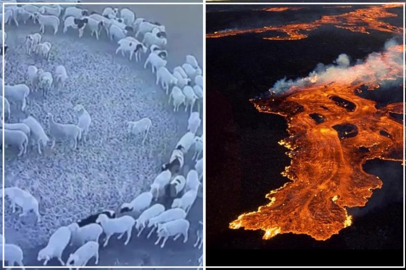 علاقة بركان «مونا لوا» والتغيرات المناخية بدوران الحيوانات حول نفسها