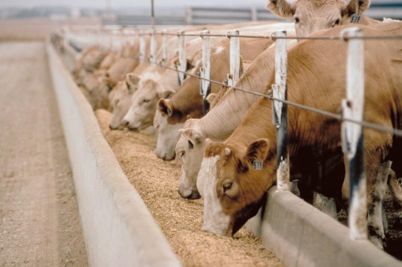 مدير مشروع تربية الماشية ببورسعيد: لدينا 6 منافذ لبيع اللحوم بأسعار تنافسية.. فيديو