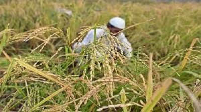«زراعة الشيوخ»: إنتاج مصر من الأرز يحقق الاكتفاء الذاتي
