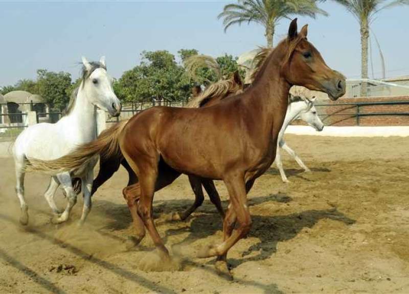 تصدير الخيول- وزارة الزراعة