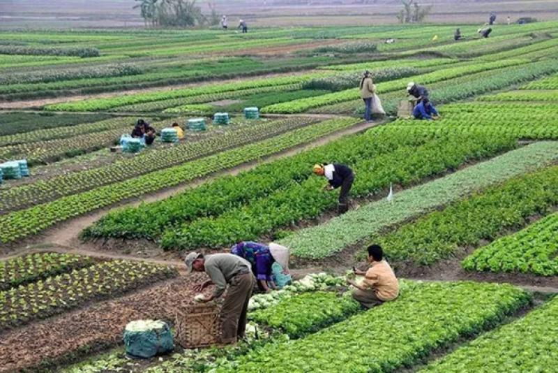 الأعمال الريفية في مصر