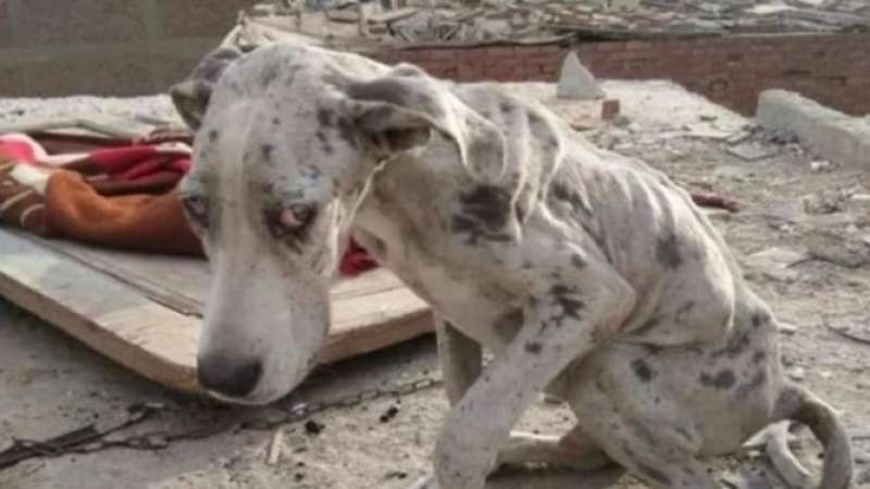 كلب مشرد بالقاهرة يأكل الحجارة- فيس بوك