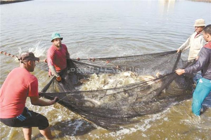 جهاز حماية وتنمية البحيرات يعلن افتتاح موسم الصيد بمزرعة المنزلة السمكية لموسم 2022-2023