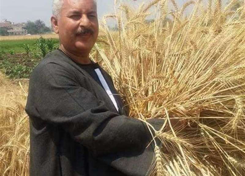 كيف شجعت الحكومة الفلاحين على زراعة القمح وتوريده؟
