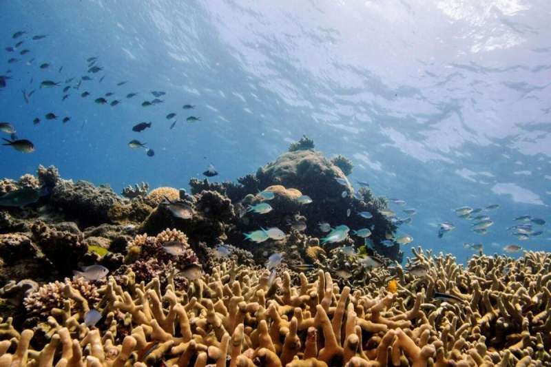 الشعب المرجانية_مصدر الصورة_رويترز