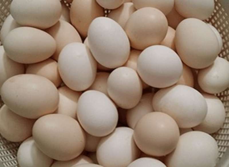 أسعار البيض اليوم- صورة أرشيفية