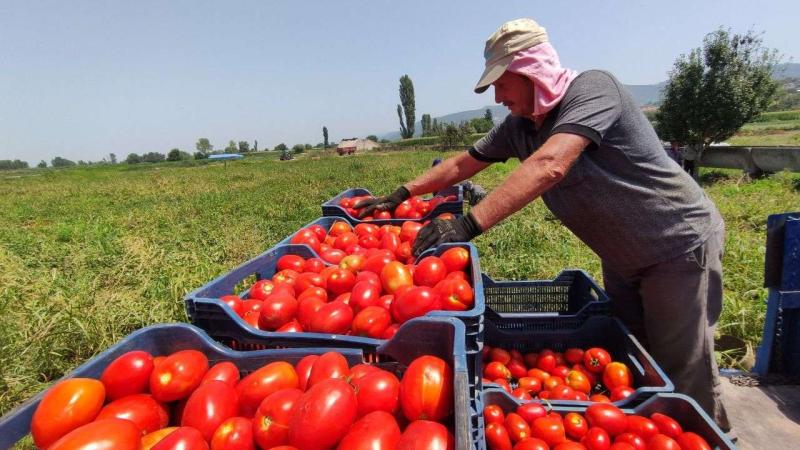 تفاصيل انطلاق موسم تجفيف الطماطم بالمناشر في الأقصر لتصديرها للخارج.. فيديو