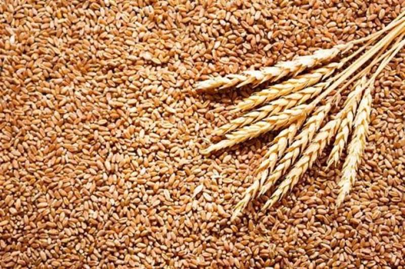 «السلع التموينية» تعلن عن مناقصة لشراء القمح ضمن البرنامج الممول من البنك الدولي