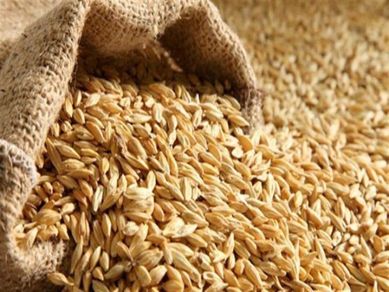 ضبط 60 قضية تلاعب بالأرز الشعير بمضبوطات 203 أطنان