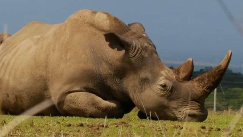 انقراض «رجل» وحيد القرن.. تفاصيل