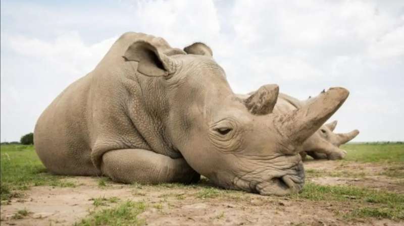 محمية كينية تكشف حقيقة انقراض وحيد القرن الأبيض الشمالي
